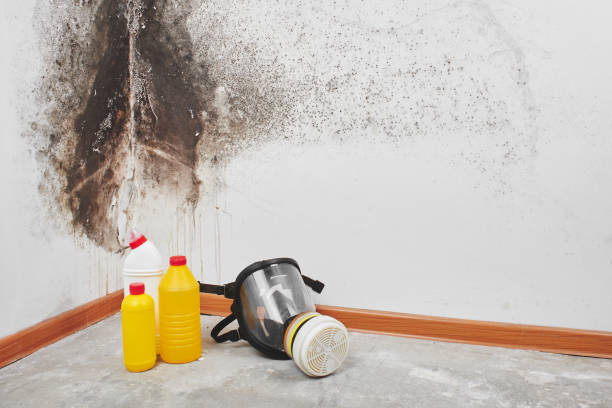 Professional Mold Removal in Pelican Bay, TX