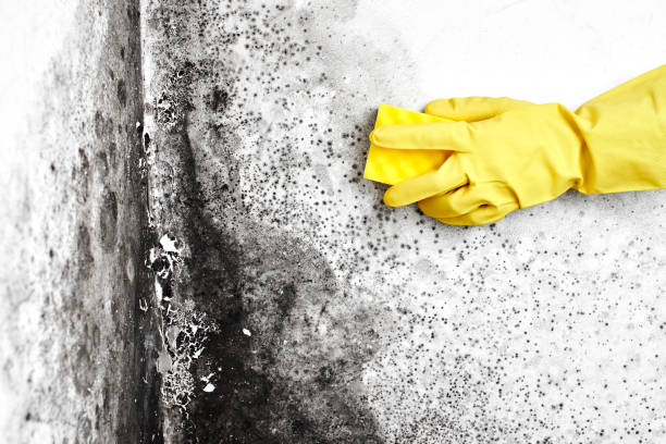 Best Black Mold Removal  in Pelican Bay, TX
