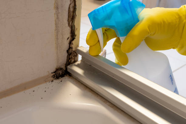 Best Black Mold Removal  in Pelican Bay, TX