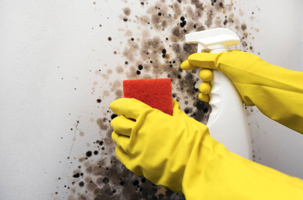 Best Residential Mold Removal  in Pelican Bay, TX